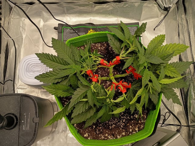 FastBuds Photo-Lemon Mandarin  — vegetative, day 42