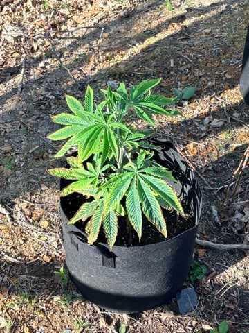 mixing it up — vegetative, day 32