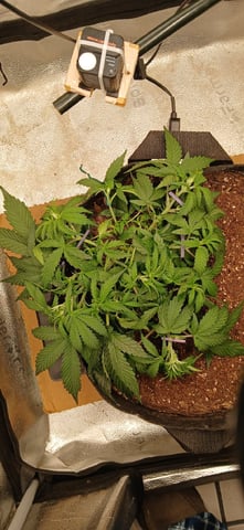 Diesel Auto Round 2 — flower, day 31