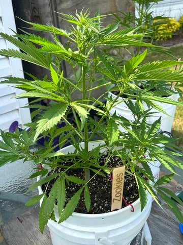 First ever grow — flower, day 56