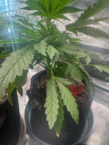  pineapple express — vegetative, day 24