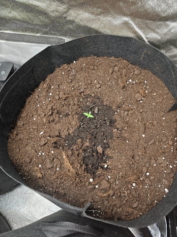 mimosa punch  — grow_setup, day 1