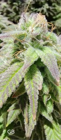 Second Grow — flower, day 33