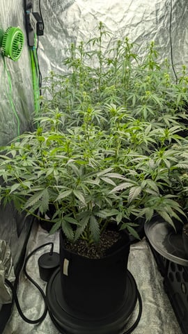 Strawberry Cheesecake Seedsman Seeds Autoflowers x2 — flower, day 47