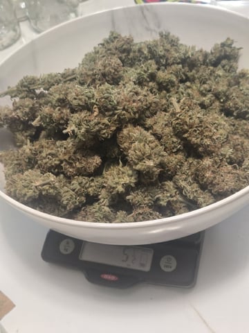 4 strains in 1 tent — done, day 147
