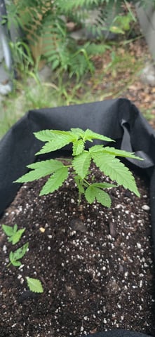 Mystery Weed Plant — vegetative, day 44