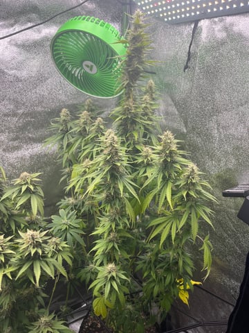 My First Four — flower, day 93