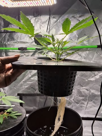 BABY SISTER — vegetative, day 31