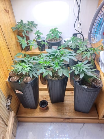 Yeti's Perpetual — vegetative, day 31