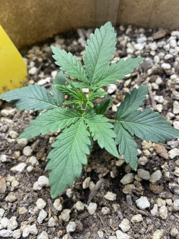 3x3 Grow