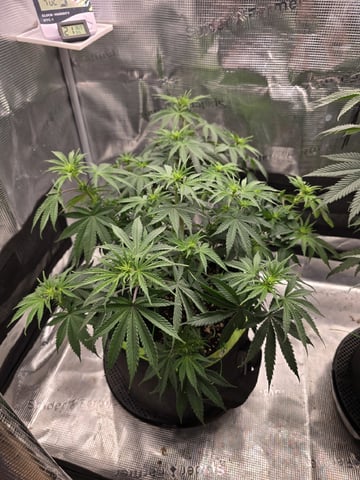  1 Blue Zushi x Venom & 1 Jack Here x Strawberry Cookies OG — flower, day 52