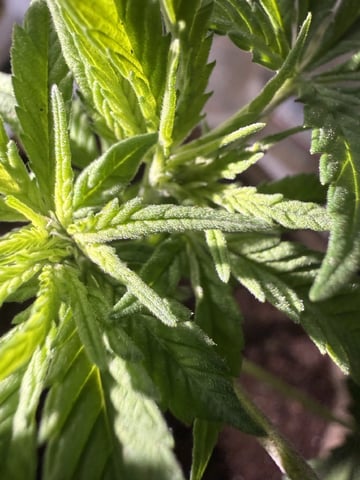 Sour Glue — flower, day 10