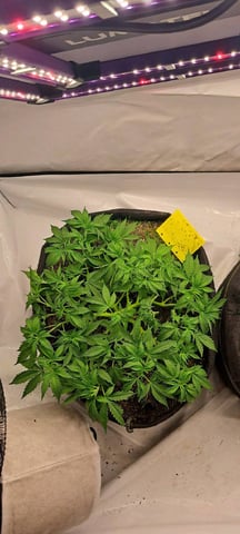 First Grow with the new setup  — vegetative, day 50