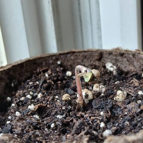 run #3 — flower, day 82