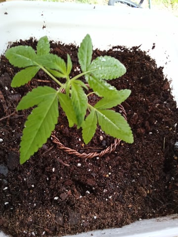 first grow — vegetative, day 3