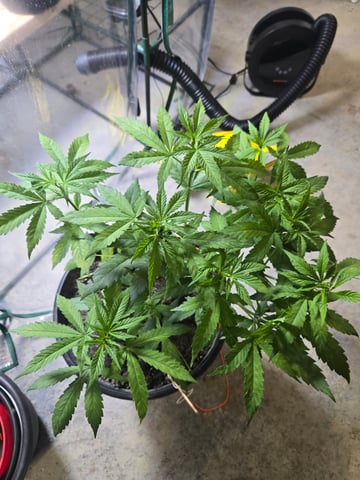 cherry pie  — vegetative, day 43