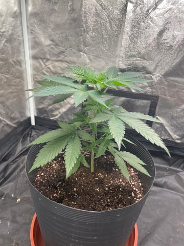 Blueberry — vegetative, day 38