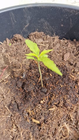 first plant — vegetative, day 15