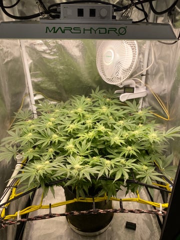 blackberry marshmallows  — flower, day 94