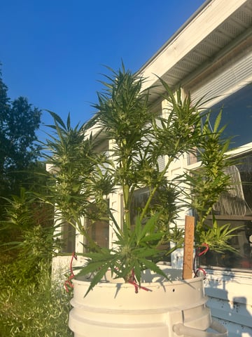 First ever grow — flower, day 80