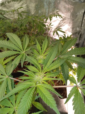 Blueberry critical kush x purple peyote wifi  and one L.a kush cake . — seedling_rooting, day 4