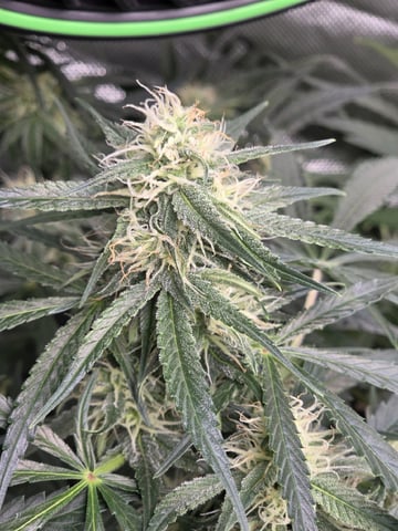 First Grow!!! — flower, day 6