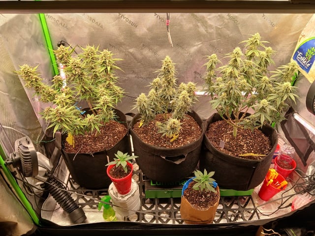 Lsd25, Dosido,GDP All Autos.