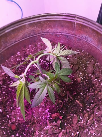 Round Deuce  — vegetative, day 36