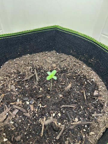 12 assed raven — germination, day 10