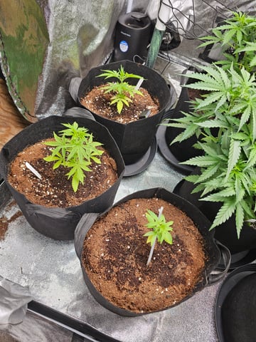 round 2 — vegetative, day 44