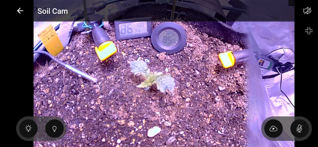 Royal Cookies (Auro)