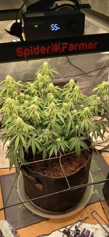 Diesel Auto Round 2 — flower, day 50