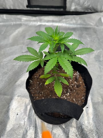 white runtz auto flower — vegetative, day 26