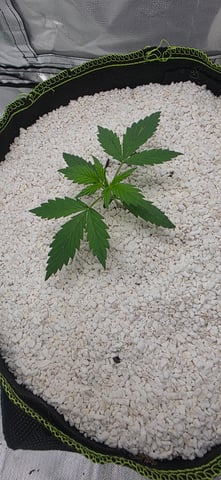 Beginner - My first grow has been an incredible experience so far! — vegetative, day 20