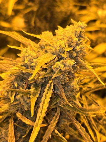 3rd Auto Grow — flower, day 111