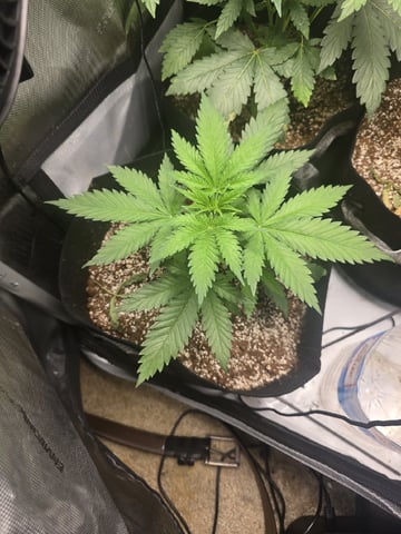 Coco Grow — vegetative, day 32