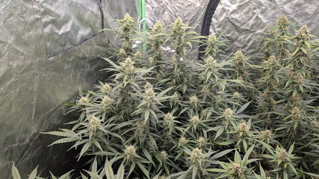 Strawberry Cheesecake Seedsman Seeds Autoflowers x2 — flower, day 74