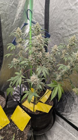 Mixed Grow — flower, day 105