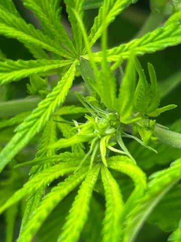 zunami s1 grounded genetics  — flower, day 45