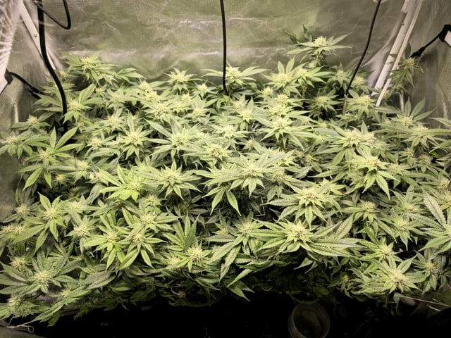 Kushberry Moonrocks — flower, day 78