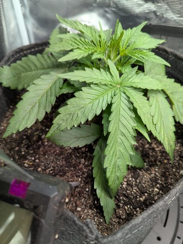 Boogie Brew + Bloom — vegetative, day 50