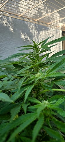 Mystery Weed Plant — flower, day 118