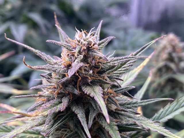 Auto Run #1 2025-2026 — flower, day 82