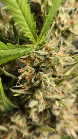 Big Momma Blue Dream  — flower, day 57