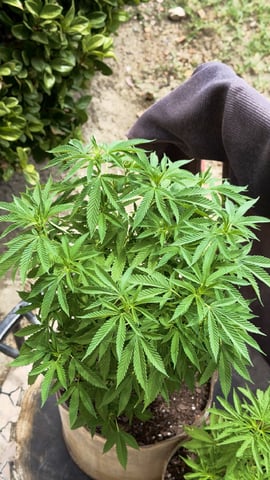 Sour Glue