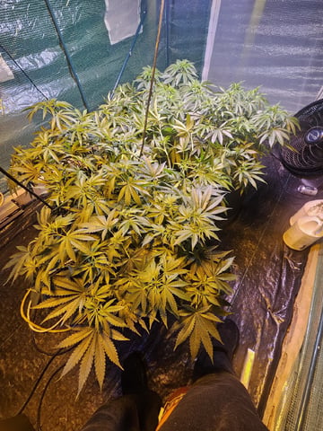 Sour Headies/OGBX1 — vegetative, day 6
