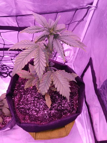 CountryG  — seedling_rooting, day 29