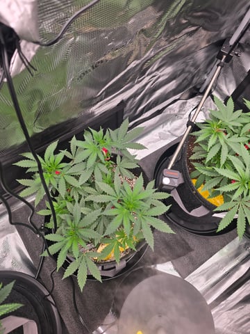 Dirty Bird - Thousand Island Fem & Platinum Kush Breath Remix x Grape Cakehead Fem Photo  — vegetative, day 38