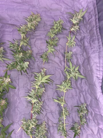 pineapple Express  — none, day 43