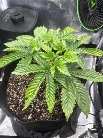 Blackberry Kush — vegetative, day 22